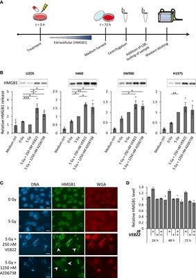 Immunogenic cell death after combined treatment with radiation and ATR inhibitors is dually regulated by apoptotic caspases